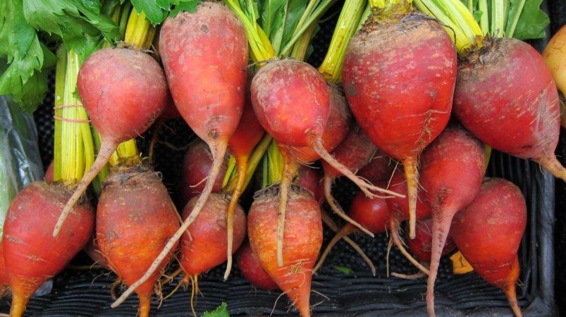 Для крупной и сладкой свеклы – обязательно: 4 подкормки от бабушек, устанете собирать урожай