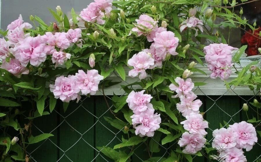 Вьющиеся летники для сада: яркие акценты и умиротворяющая зелень