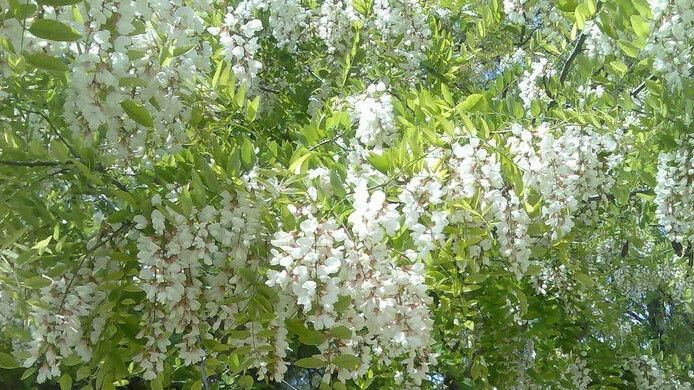 Дачный участок: когда зелень становится проблемой