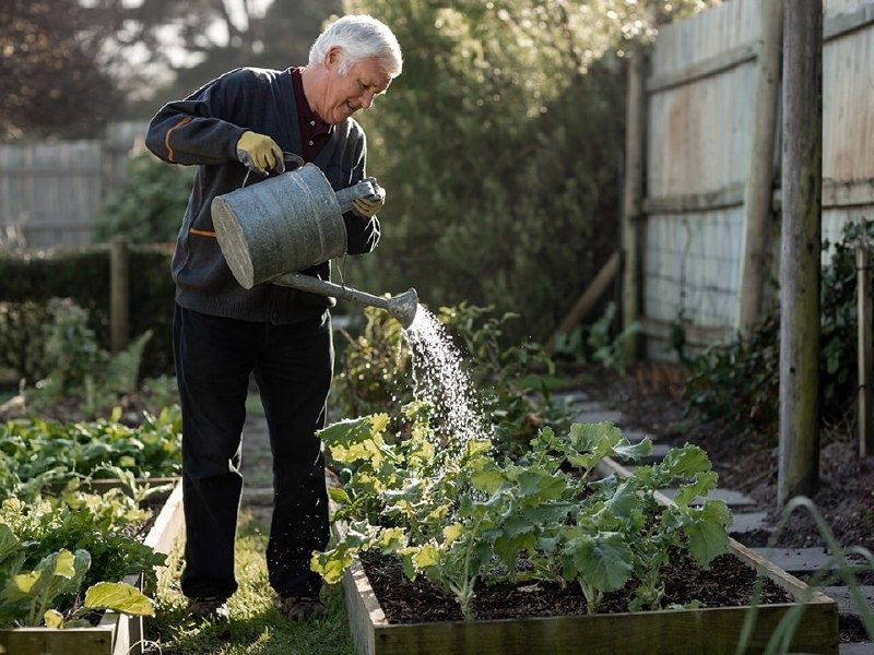 Базилик: новое слово в борьбе со старением мозга