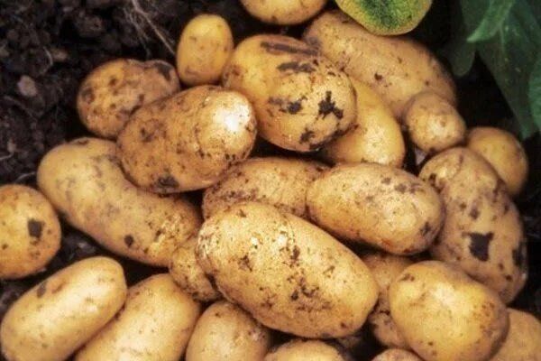 Бернина: Потенциал урожайности и вкус – стоит ли пробовать?