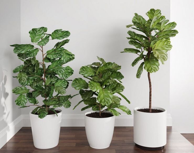 Топ-5 капризных комнатных растений, которые могут заставить вас разочароваться