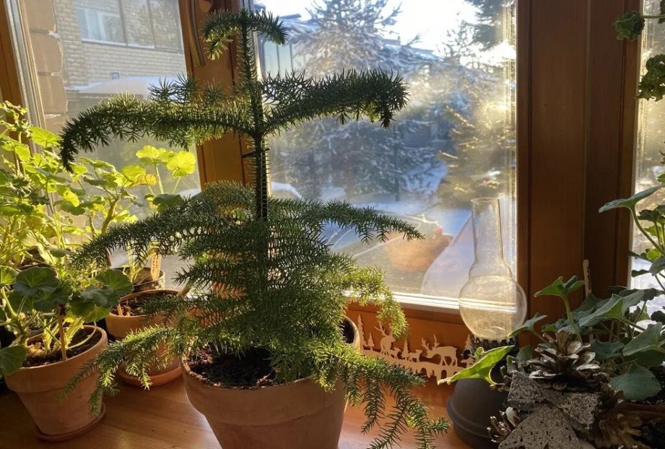 Зеленые долгожители: вечные обитатели вашего дома