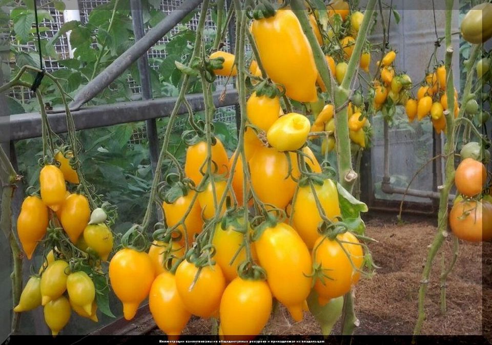 Томаты 2025: Завоеватели оранжерей и открытых грядок этого сезона