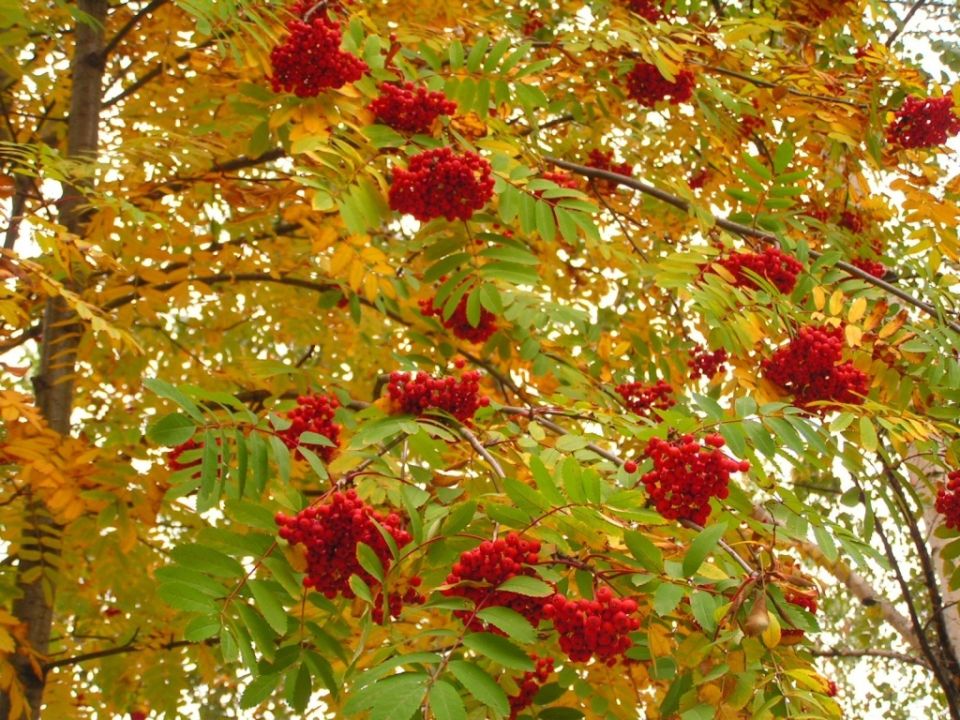 Красная рябина: как выбрать сорт и ухаживать за этим великолепным растением в саду