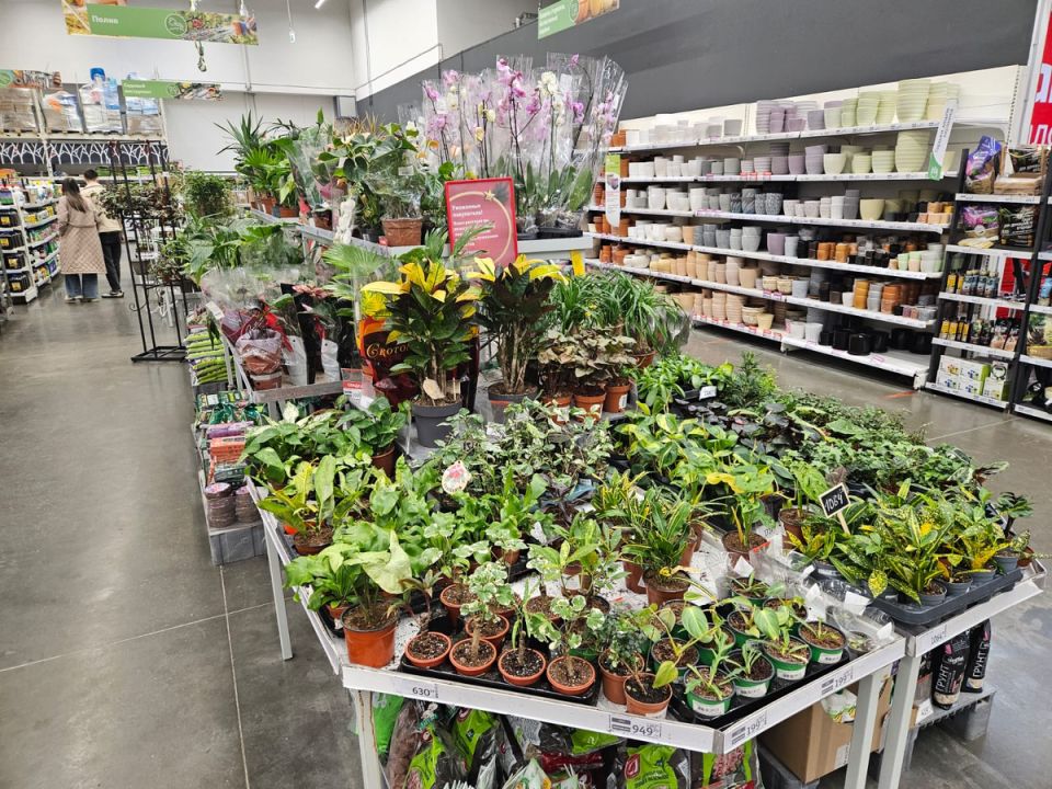 Неприхотливые растения для вашего дома: от суккулентов до экзотических фикусов