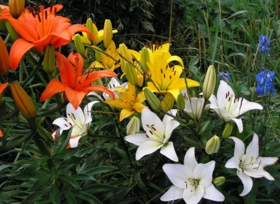 Необычный враг лилий: как справиться с лилейным жуком в вашем саду