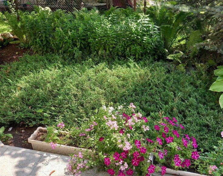 Как сохранить вертикальность цветов на клумбе: секреты и советы