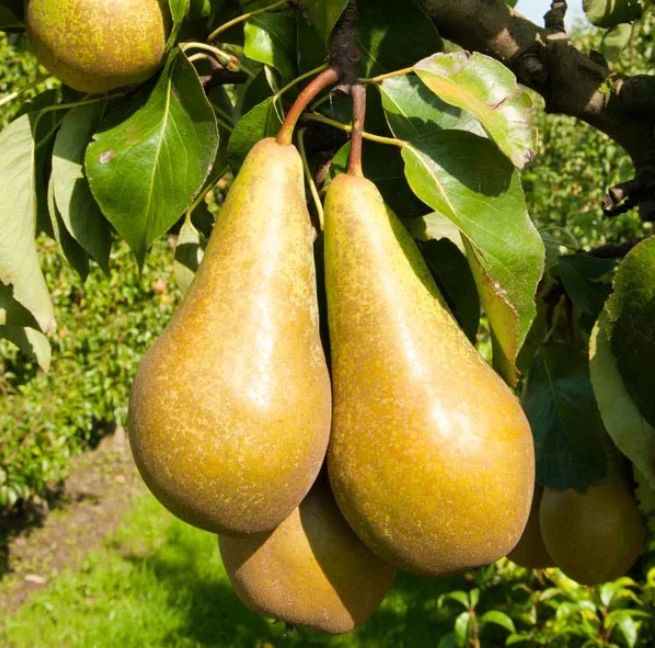 Карликовые груши — идеальный выбор для уютного сада: всё, что нужно знать
