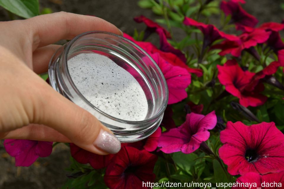 Секреты ухода за петуниями: как добиться роскошного цветения