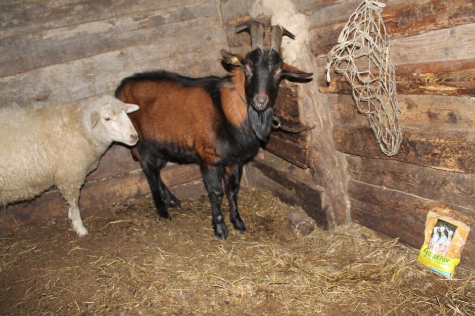 Как организовать комфортную подстилку для овец и коз: полезные советы