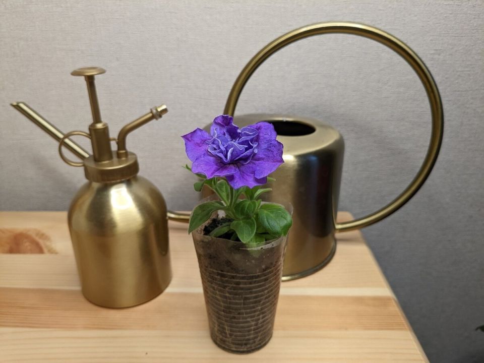 Секреты успешного посева: идеальный календарь для садоводов