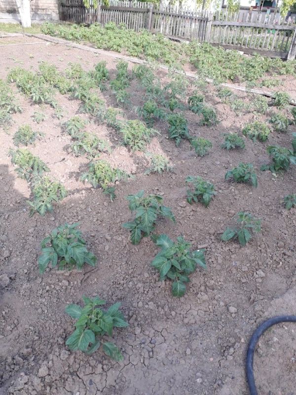 Как вырастить картошку без окучивания: опыт огородника из Чернигова