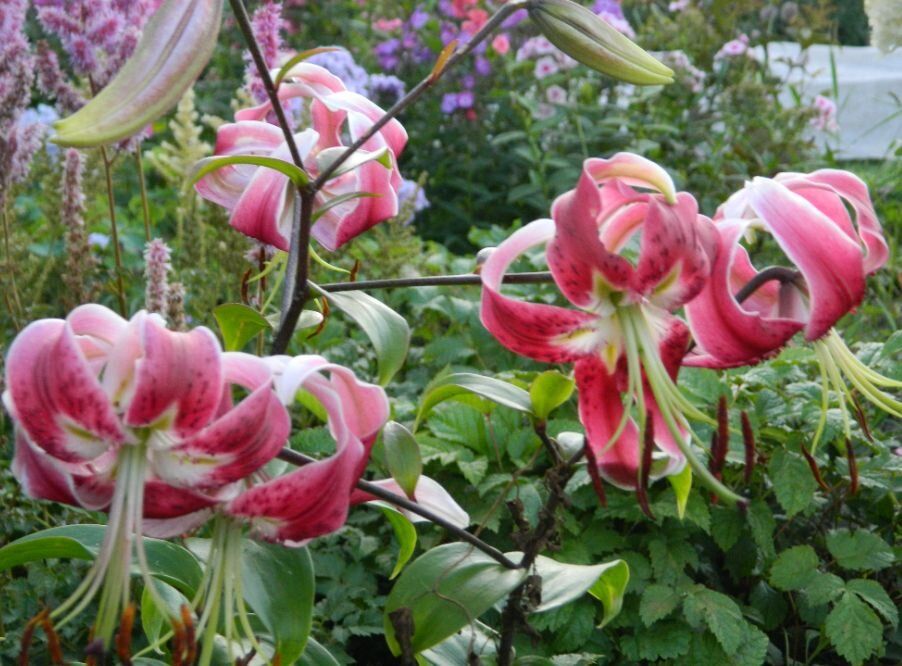 Уникальные лилии мартагон: как создать зеленый шедевр в своем саду