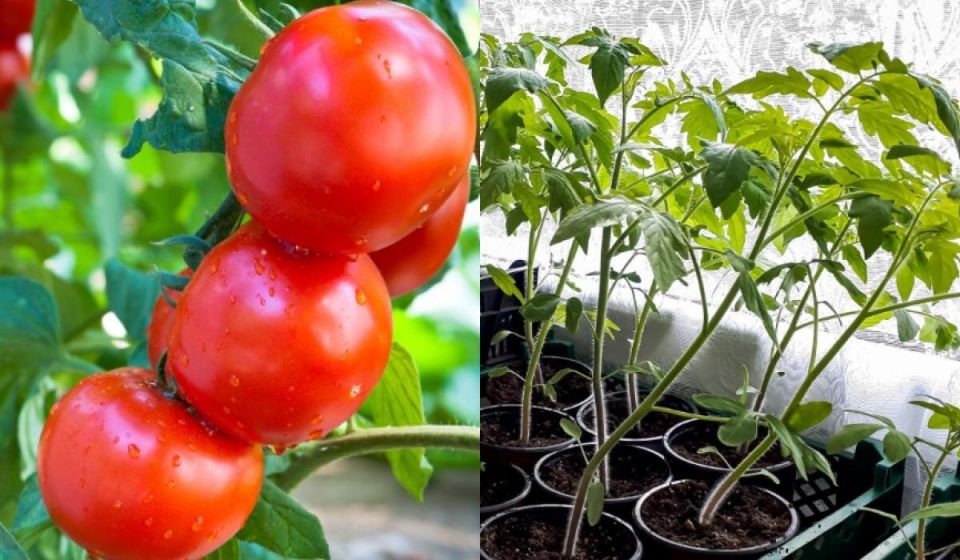 Как вырастить помидоры в горшке: 7 секретов успешных садоводов