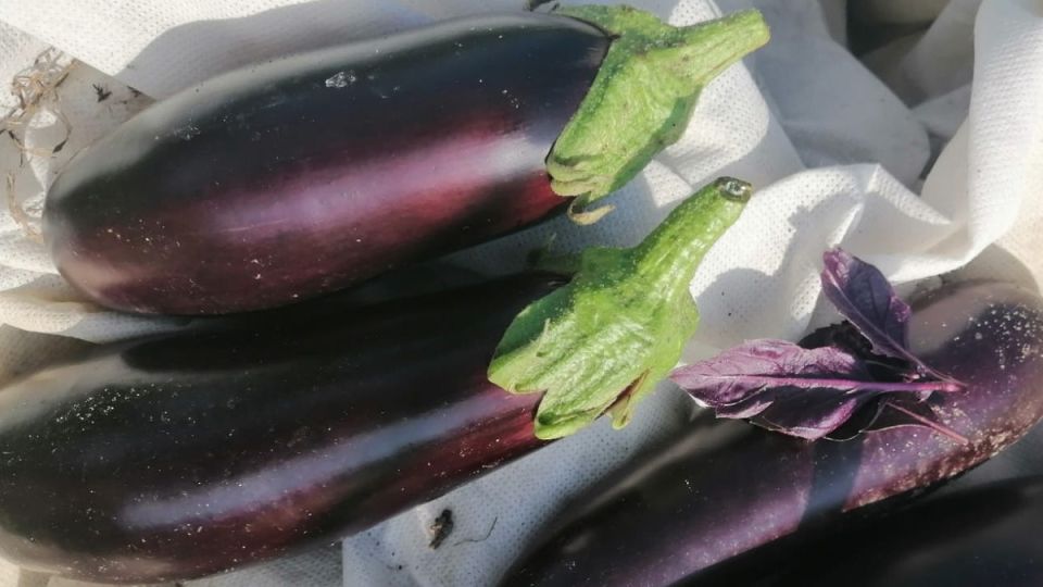 Секреты успешного выращивания баклажанов: как подкормка в июне влияет на урожай