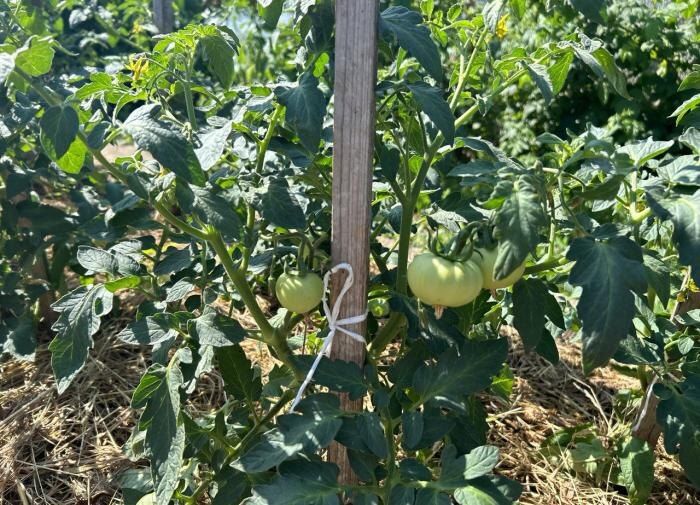 Как йод помогает вырастить идеальные помидоры: секреты для огородников