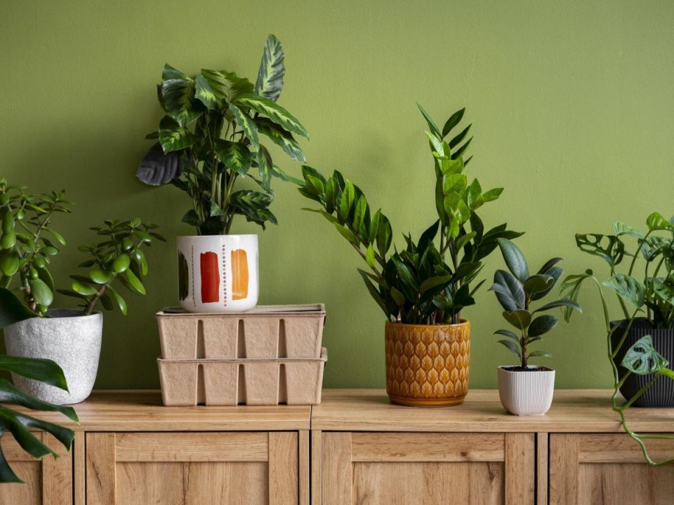 Эффективные методы борьбы с мошками: как навсегда избавиться от вредителей в домашних цветах