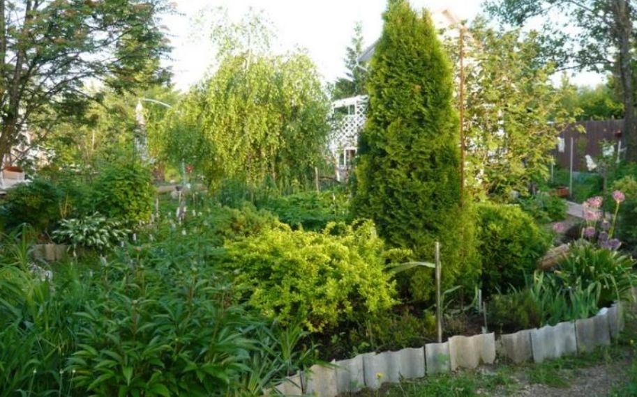 Туя на даче: Как избежать проблем с болезнями и вредителями