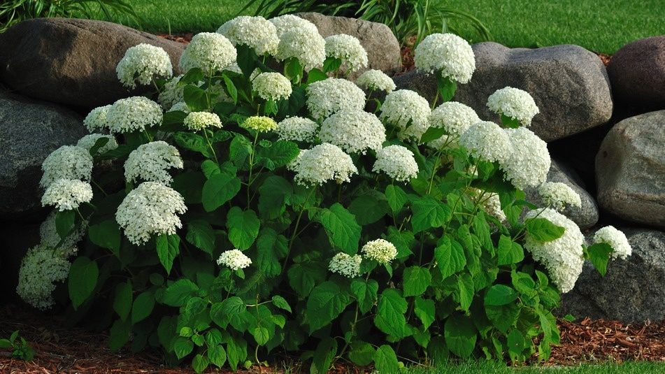 Почему осенняя посадка гортензий — ваш лучший выбор для ярких цветов