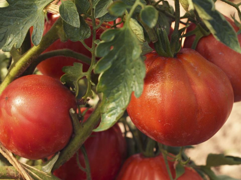 Как вырастить гигантские томаты всего за несколько простых шагов