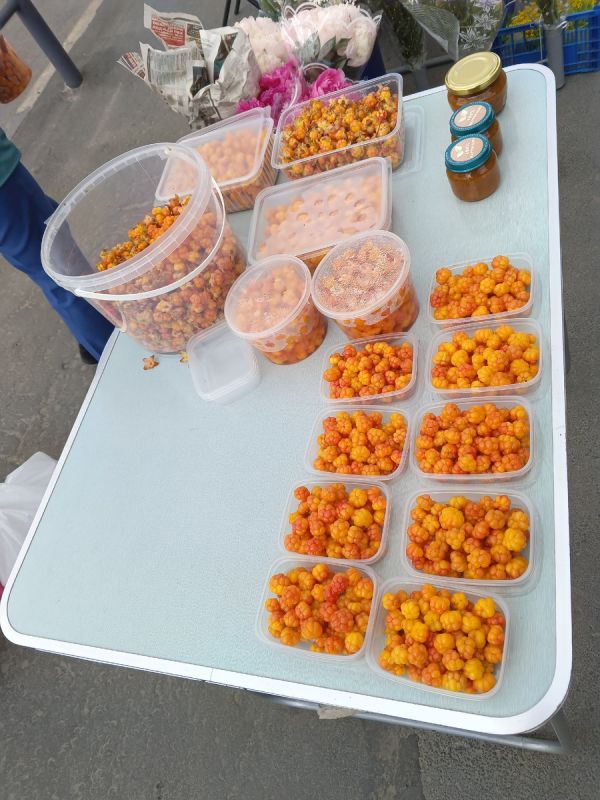 Загадочная морошка: сокровище болот или просто модный тренд?