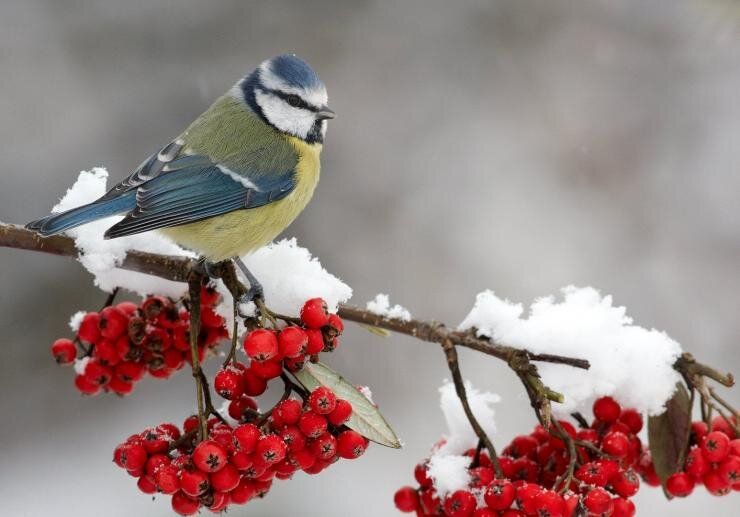 Как привлечь птиц в ваш сад и защитить урожай