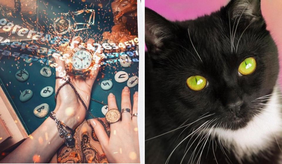 Как выбрать идеальную кошку по дате рождения: советы от нумерологов