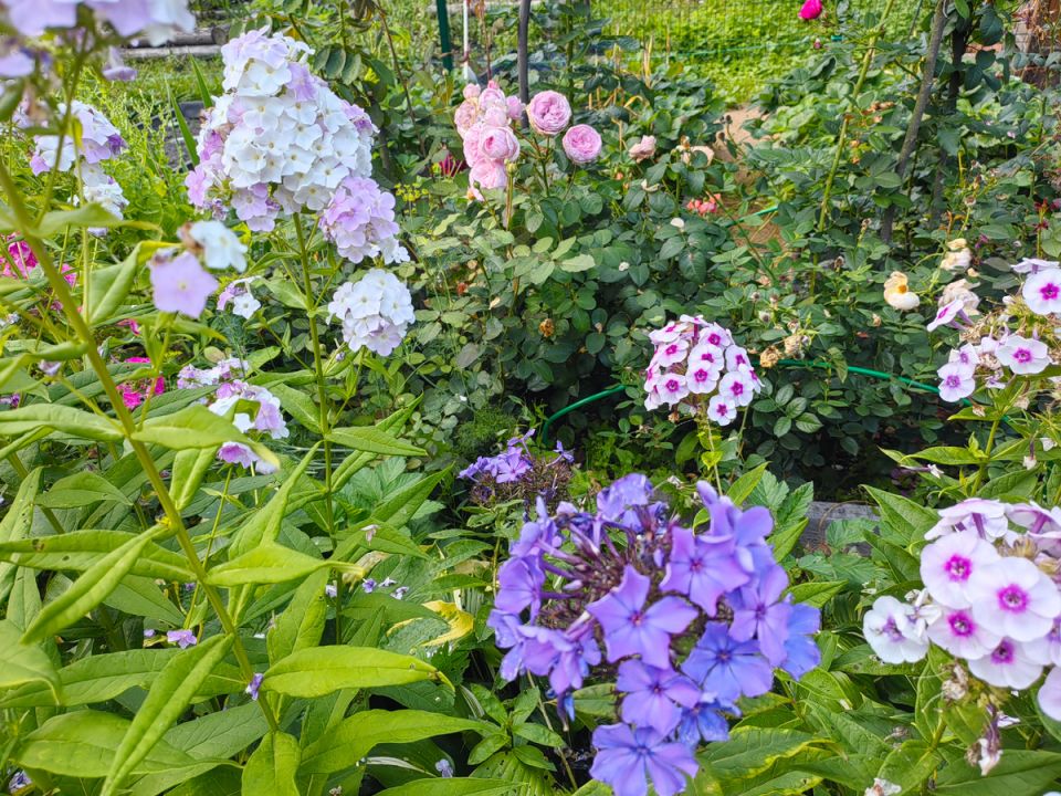 Как правильно ухаживать за садом в августе: советы и секреты