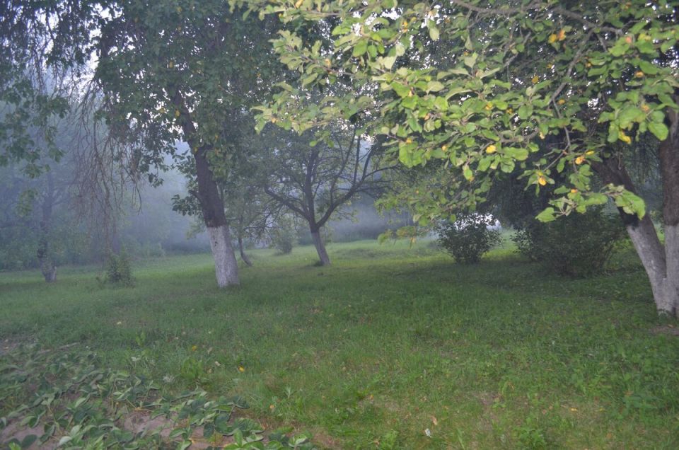 Как правильно организовать садовую территорию для высокого урожая