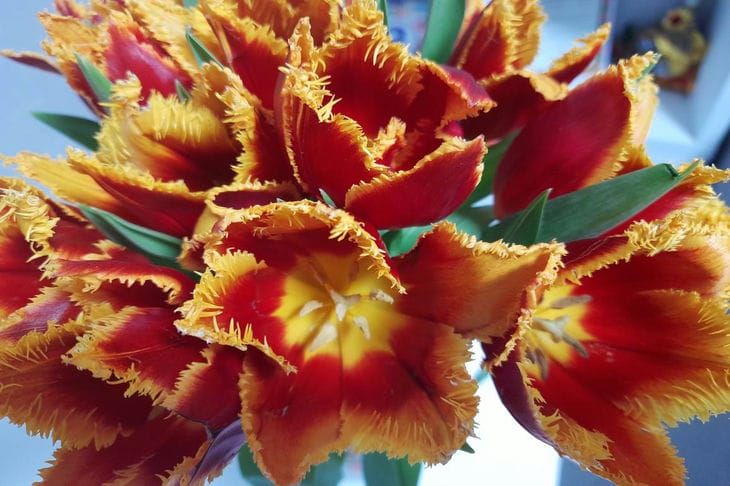 Как ухаживать за тюльпанами в вазе: секрет, благодаря которому цветы стоят долго