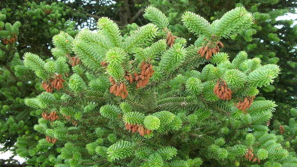 Пихта на даче: роскошь и польза для вашего участка