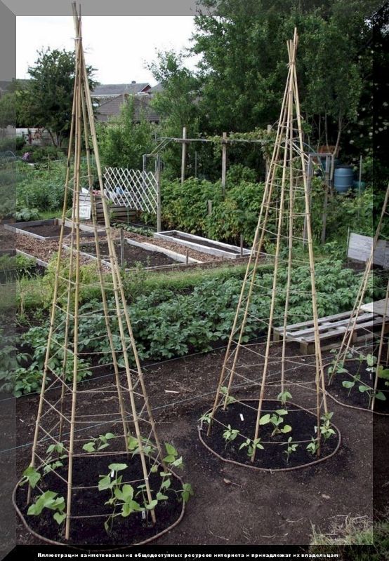 Как обеспечить здоровье вашего сада в июне: советы и рекомендации