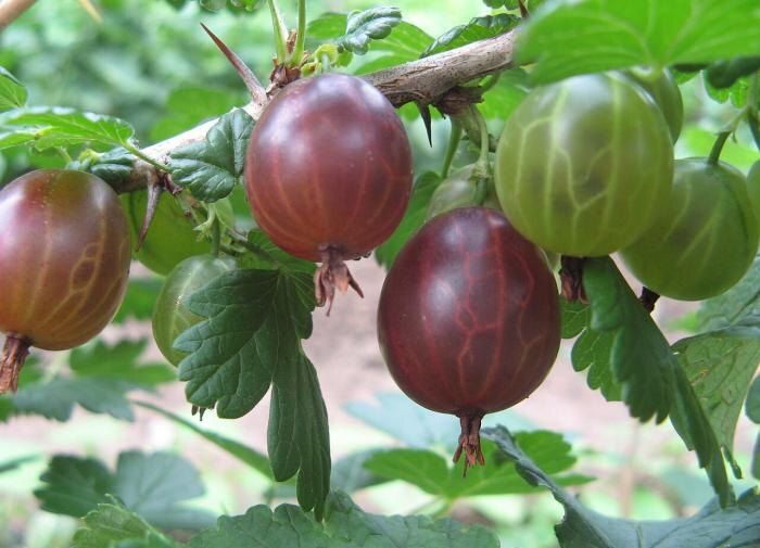 Как защитить крыжовник от мучнистой росы: лучшие советы