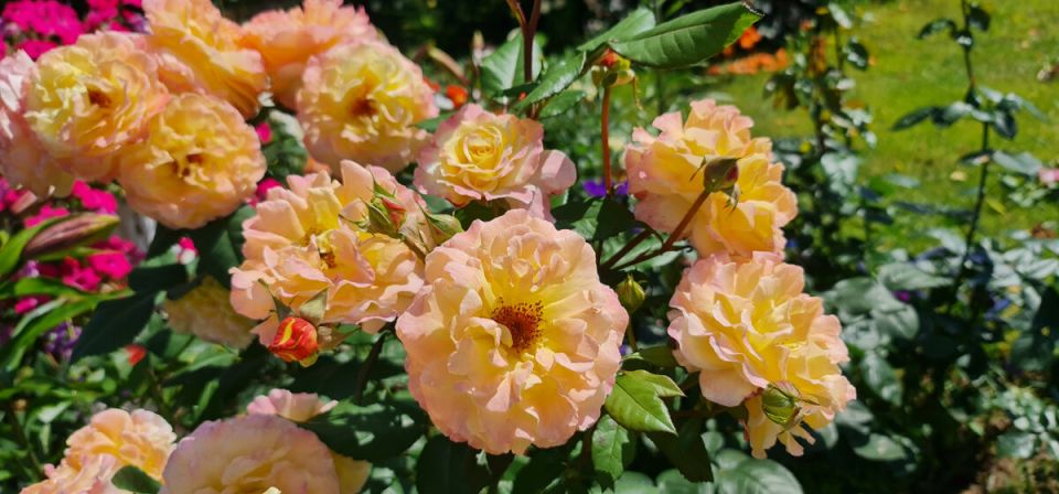 Правильная обрезка роз: секреты второго цветения