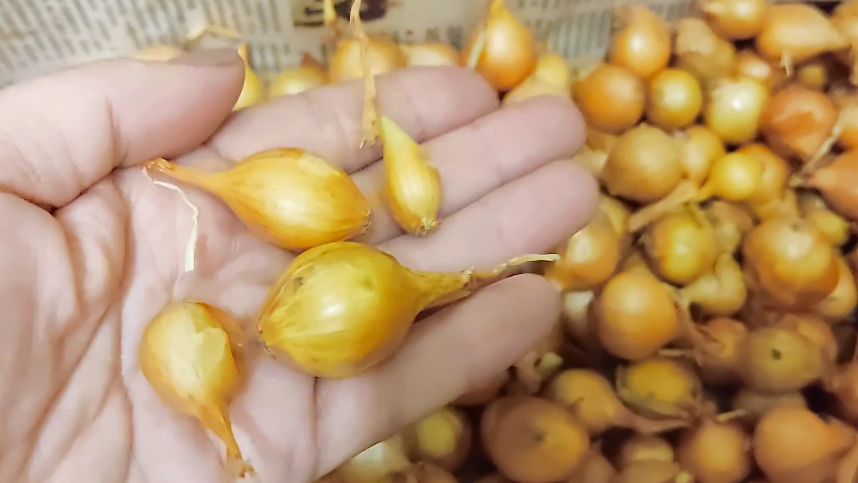 Как избежать стрелок и собрать здоровый урожай лука: секреты подзимней посадки