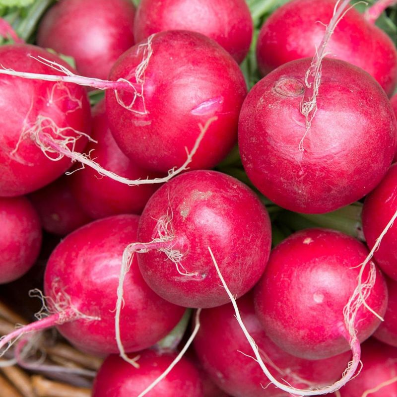 Выращивание редиса по сезонам