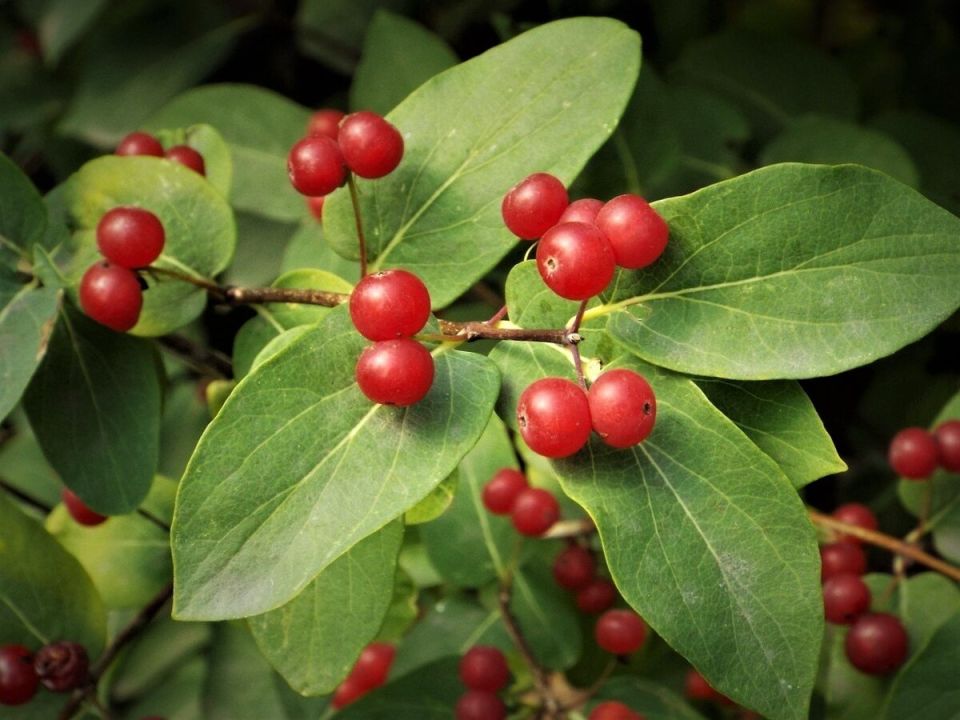 Необычный красный сорт жимолости: полезная ягода с уникальным вкусом