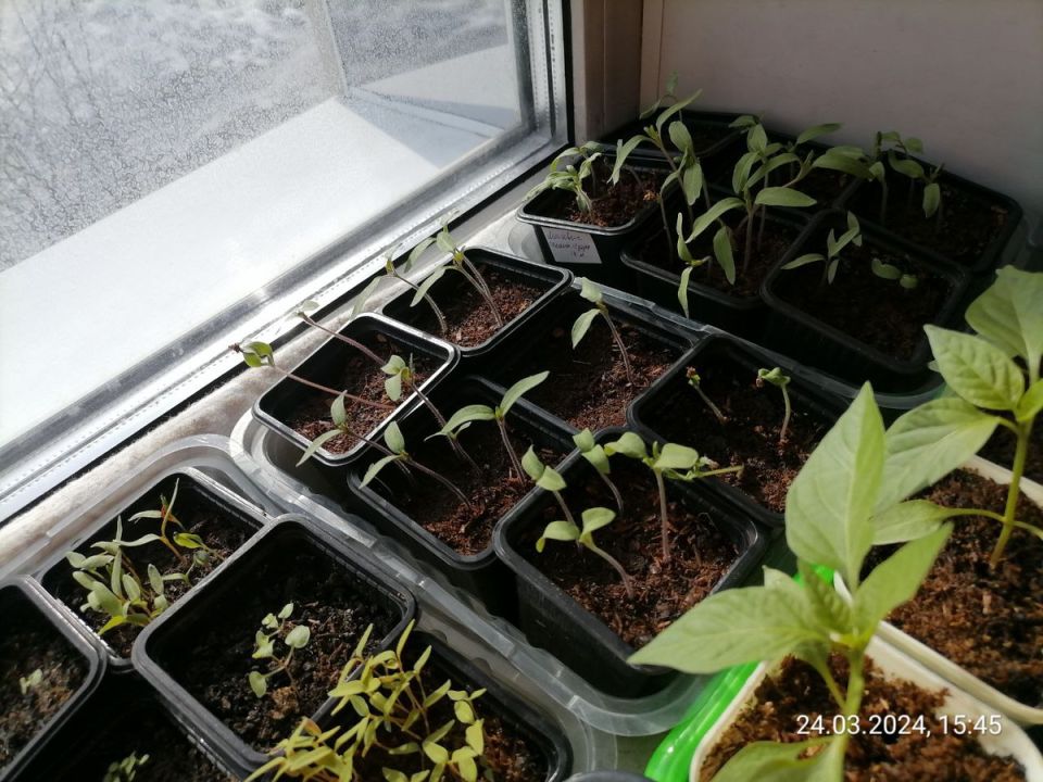 Неудача с сеянцами: стоит ли пересевать перцы, баклажаны и томаты в конце марта?