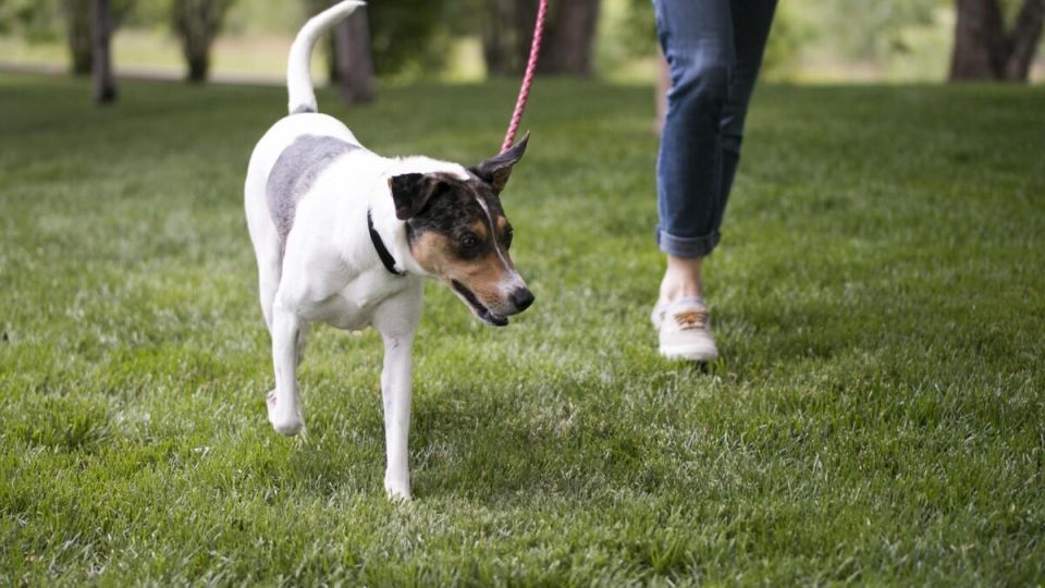 Почему неубираемые собачьи отходы становятся проблемой для жильцов