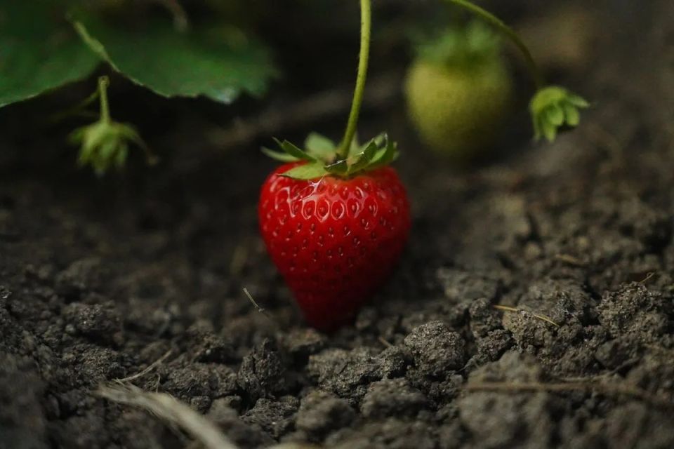 Лучшее время для посадки клубники: советы для дачников в 2025 году
