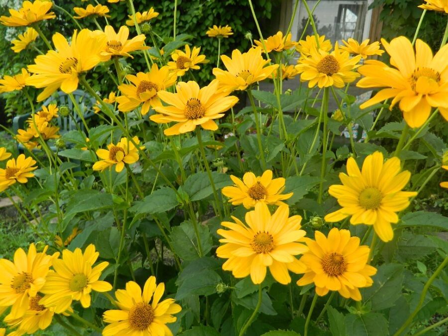 Гелиопсис: солнечный цветок для вашего сада