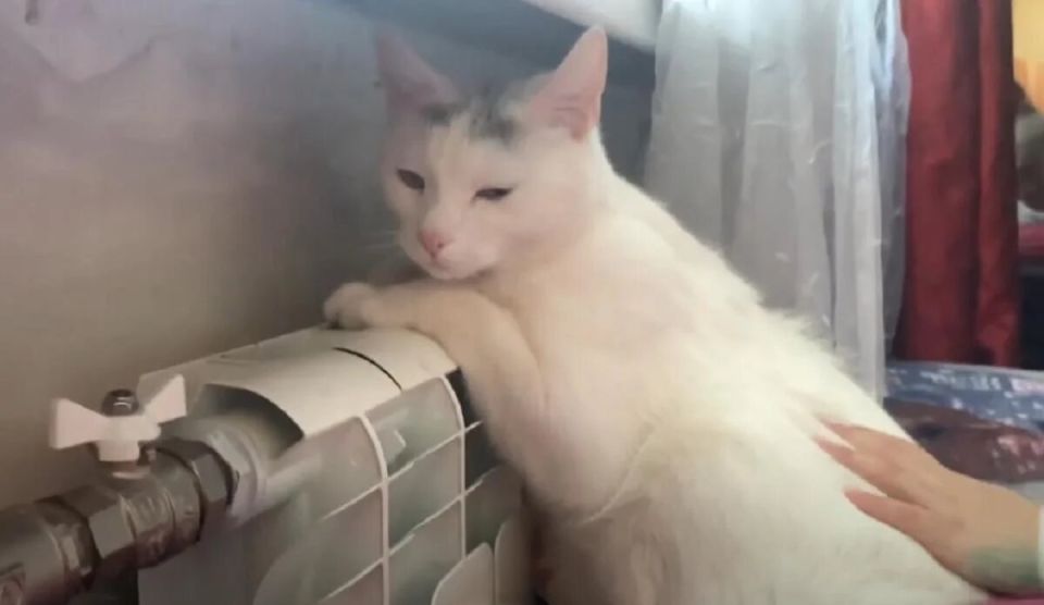 Как понять, что ваш кот мерзнет и нуждается в помощи: советы ветеринаров