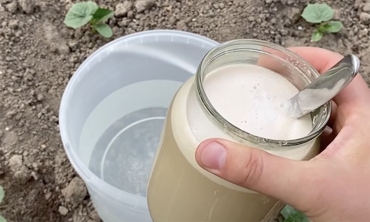 Дрожжевая подкормка: как использовать с умом для успешного урожая