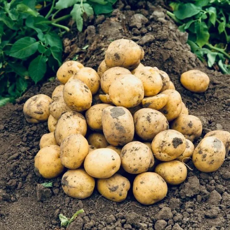 Необычные сорта картофеля, которые удивят своим вкусом и урожайностью