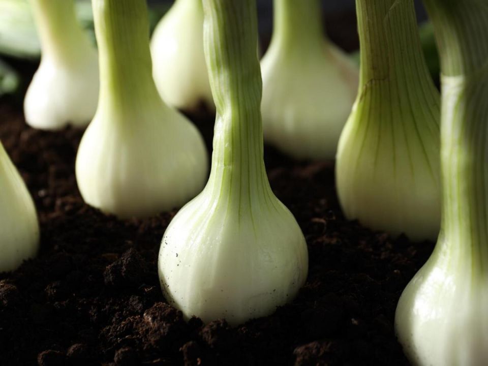 Как бороться с желтеющими перьями лука: советы садоводов
