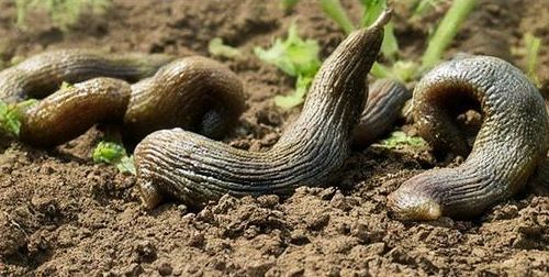 Эффективные и экологичные ловушки для садовых вредителей