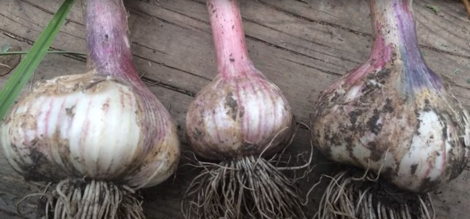 Финальная подкормка чеснока: как получить крупные и ароматные головки