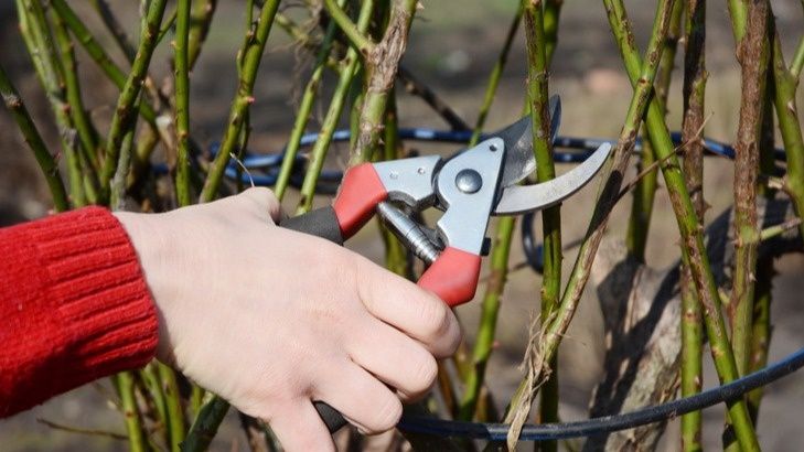 Пробный камень для укоренения роз осенью