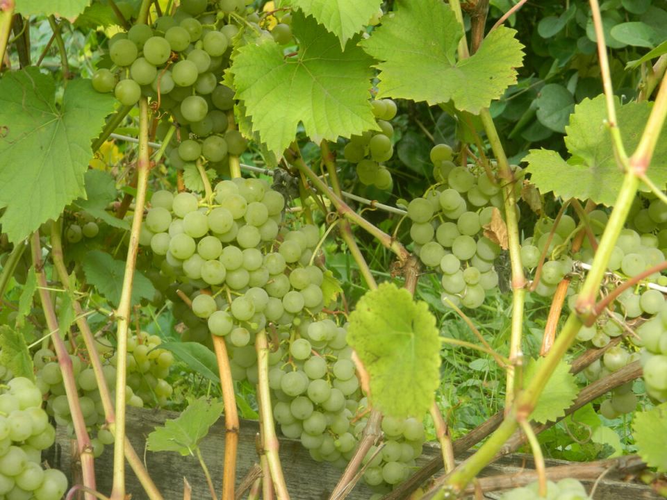 Инфекции на винограде: как оперативно выявить и устранить угрозу урожаю